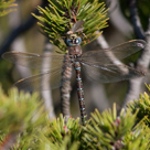 Aeshna juncea